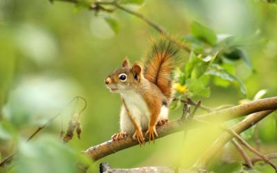 تصویر شماره 71 از آلبوم تصویر زمینه سنجاب (Squirrels)