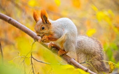 تصویر شماره 23 از آلبوم تصویر زمینه سنجاب (Squirrels)