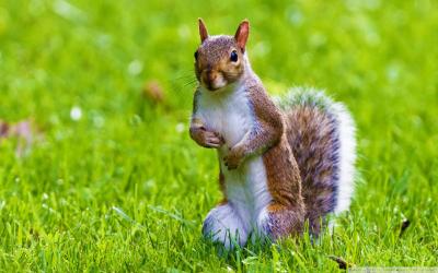 تصویر شماره 26 از آلبوم تصویر زمینه سنجاب (Squirrels)