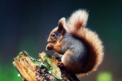 تصویر شماره 1 از آلبوم تصویر زمینه سنجاب (Squirrels)