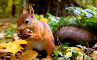 تصویر شماره 20 از آلبوم تصویر زمینه سنجاب (Squirrels)