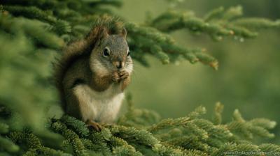 تصویر شماره 72 از آلبوم تصویر زمینه سنجاب (Squirrels)