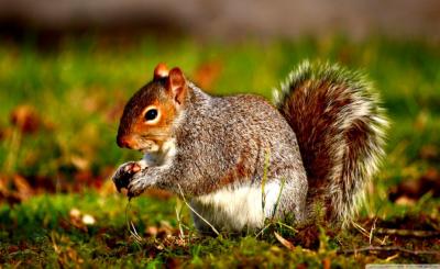 تصویر شماره 5 از آلبوم تصویر زمینه سنجاب (Squirrels)