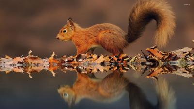 تصویر شماره 36 از آلبوم تصویر زمینه سنجاب (Squirrels)