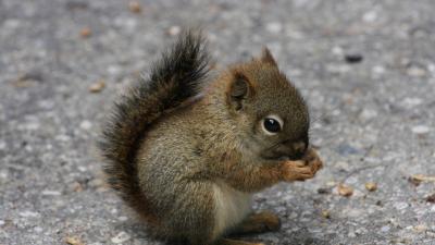 تصویر شماره 49 از آلبوم تصویر زمینه سنجاب (Squirrels)