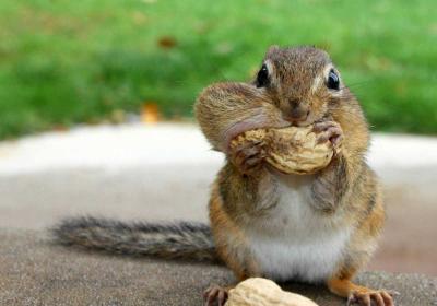 تصویر شماره 44 از آلبوم تصویر زمینه سنجاب (Squirrels)