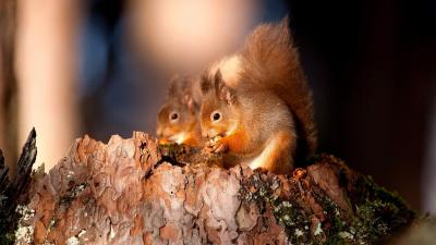 تصویر شماره 41 از آلبوم تصویر زمینه سنجاب (Squirrels)