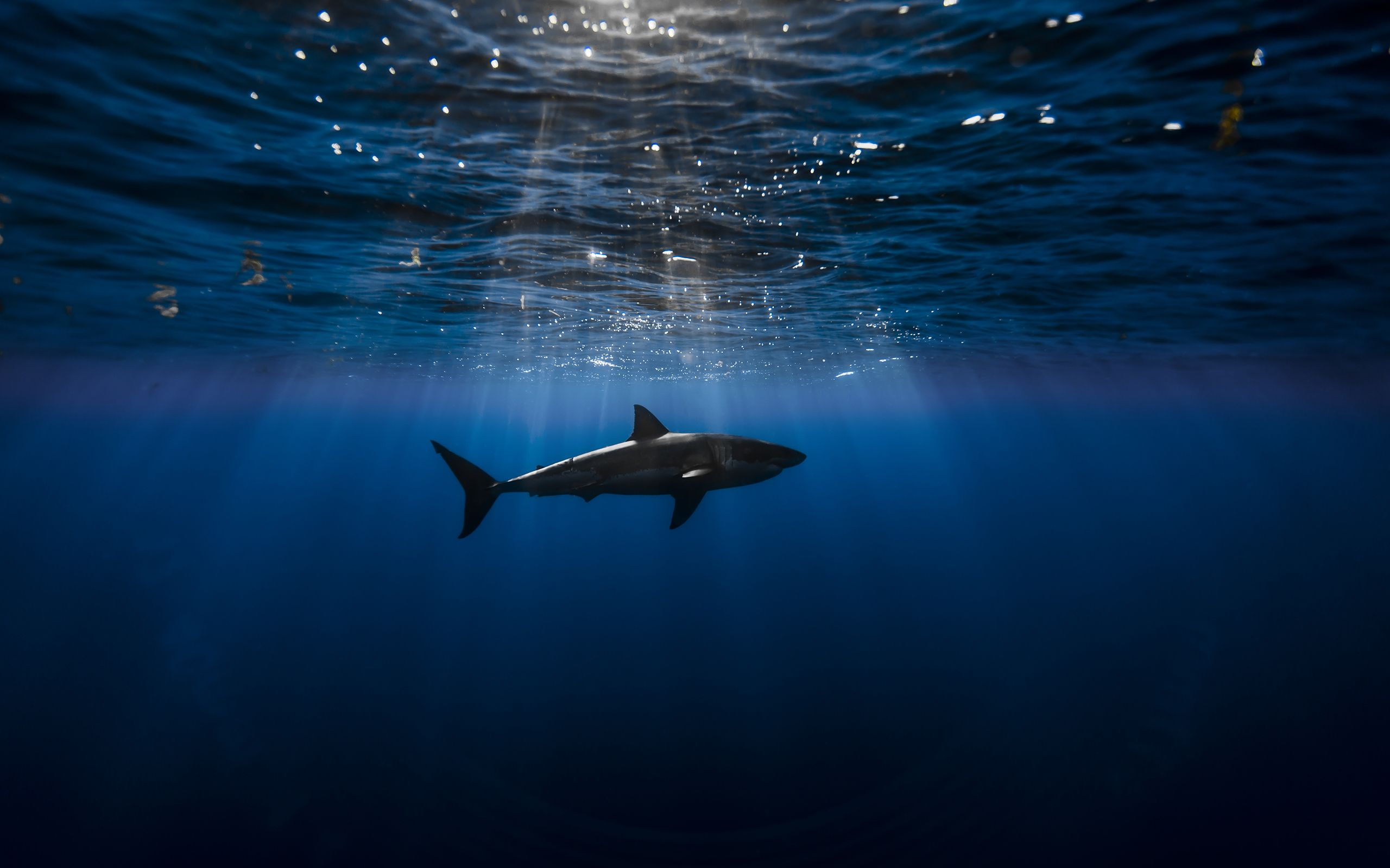 دنیای زیر آب (underwater)