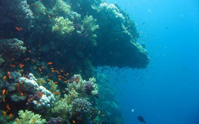 تصویر شماره 26 از آلبوم تصویر زمینه دنیای زیر آب (underwater)