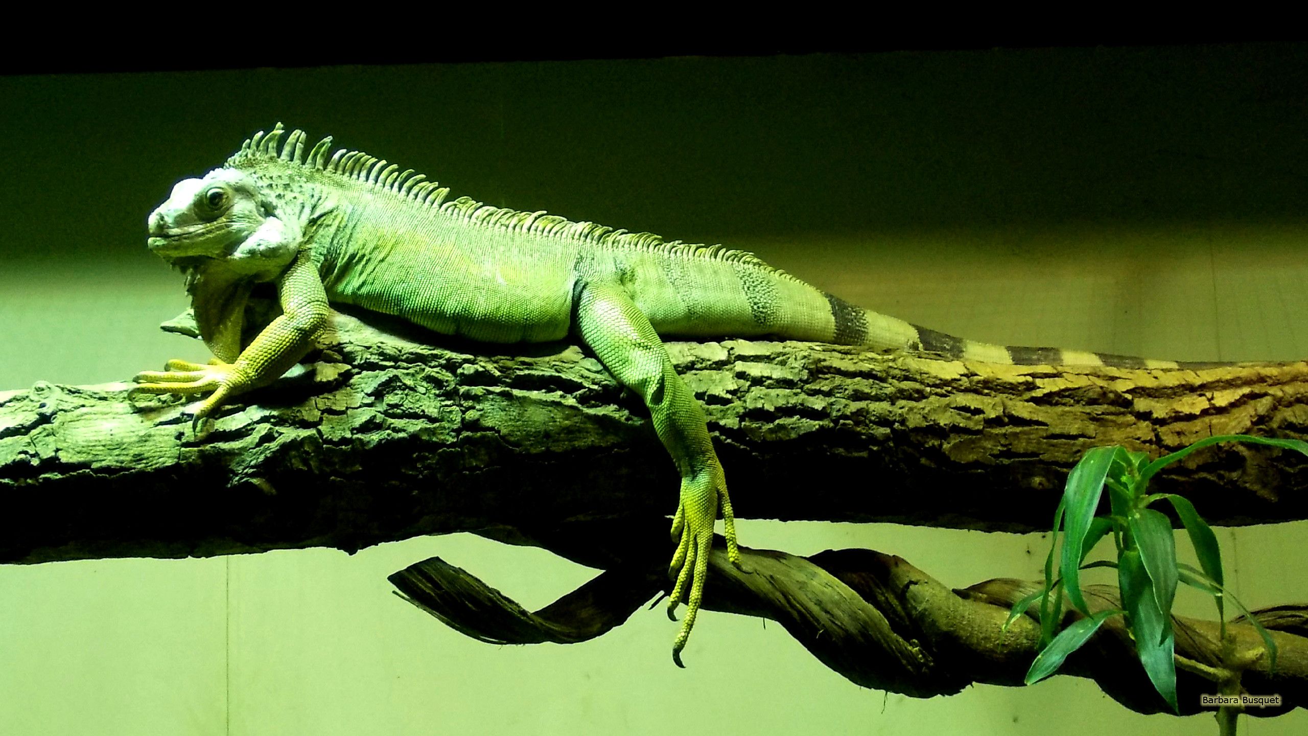 واتر دراگون (Water Dragon Lizard)