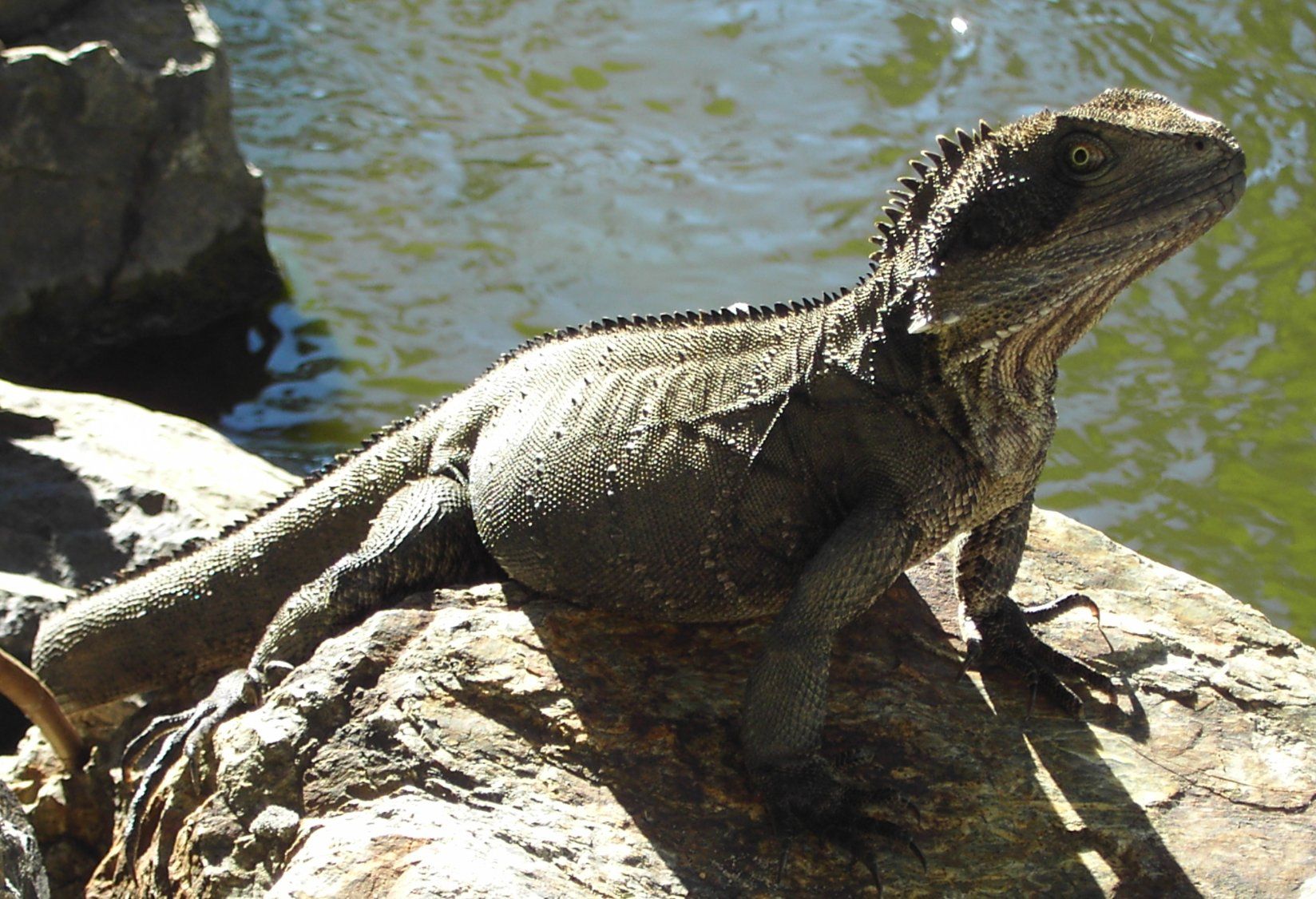 واتر دراگون (Water Dragon Lizard)