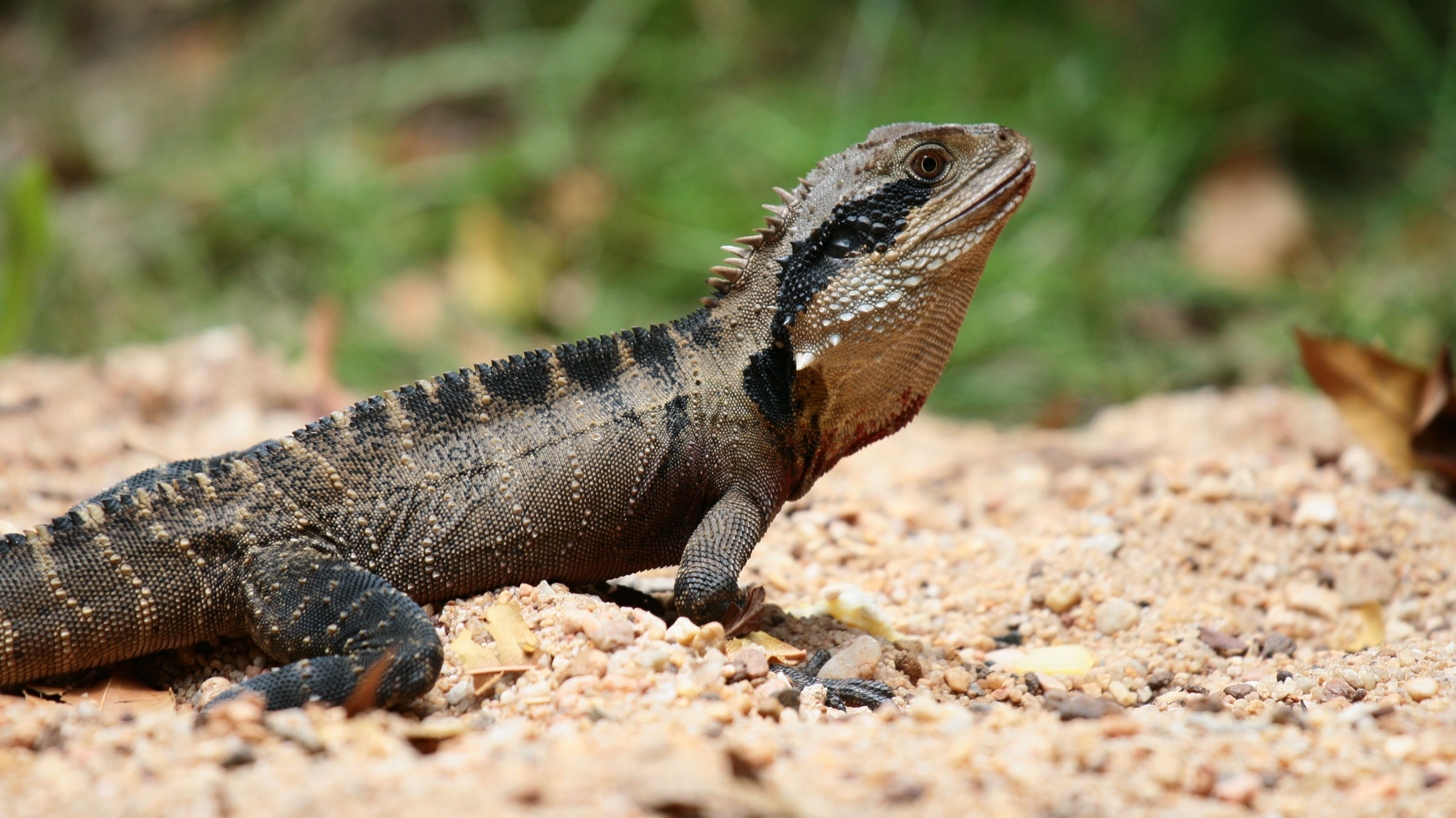 واتر دراگون (Water Dragon Lizard)