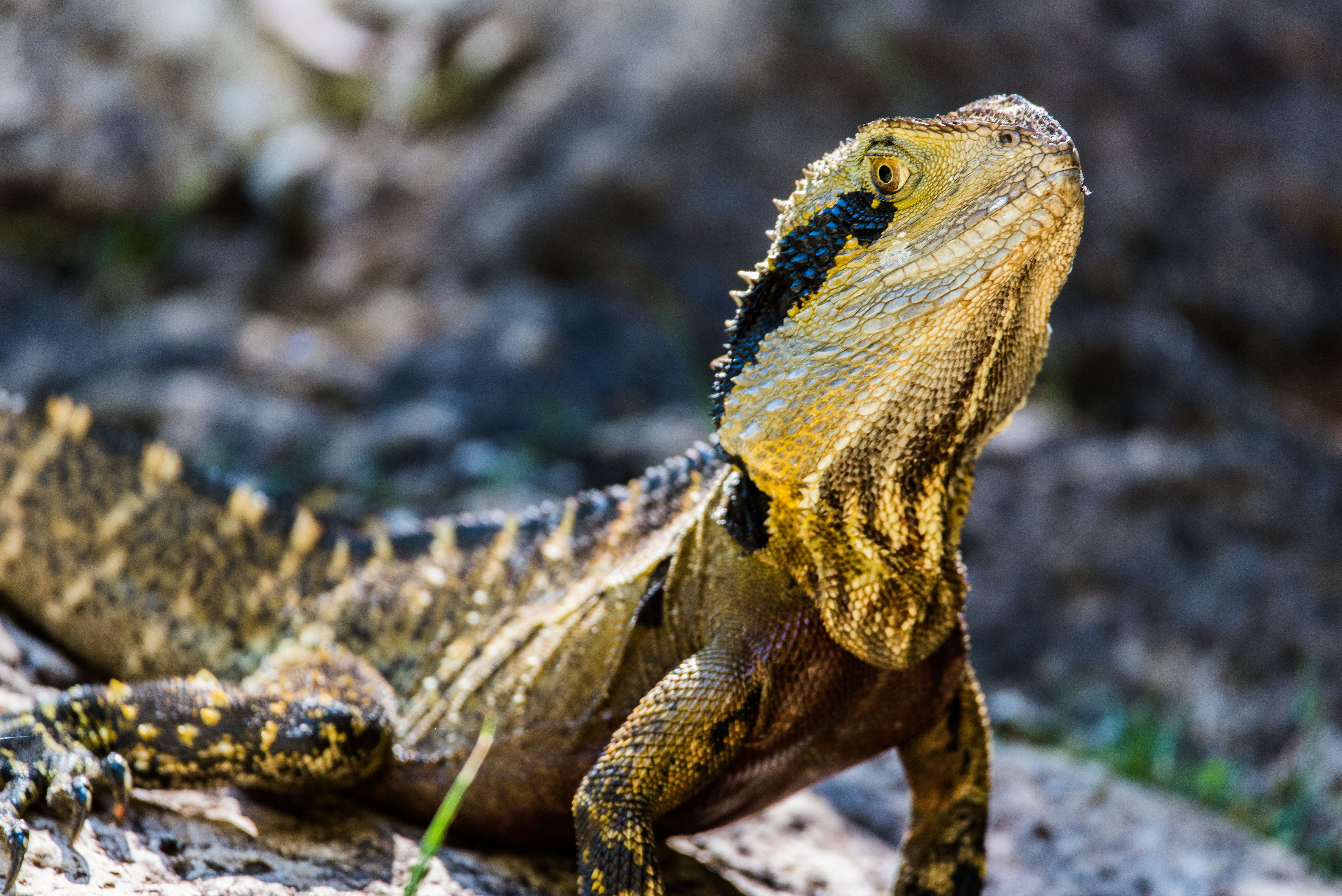 واتر دراگون (Water Dragon Lizard)