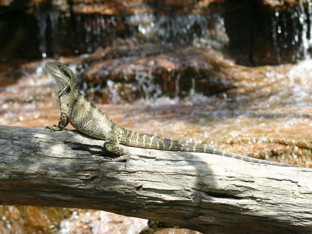 واتر دراگون (Water Dragon Lizard)