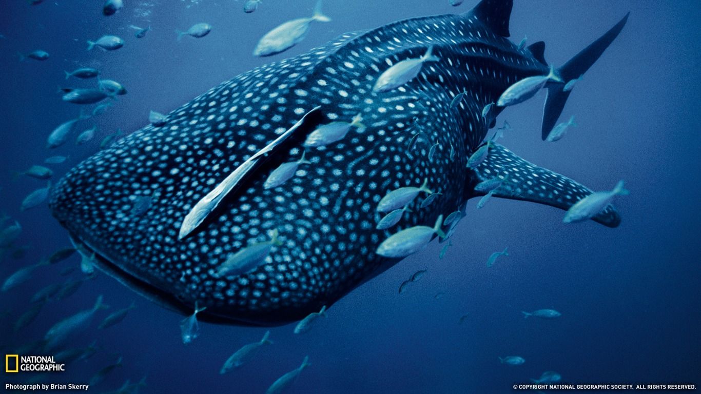 کوسه‌نهنگ (Whale shark)