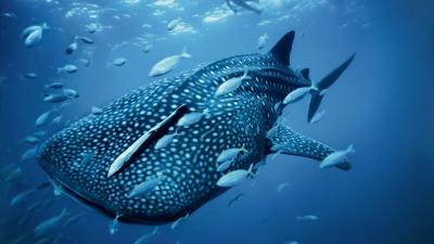 تصویر شماره 3 از آلبوم تصویر زمینه کوسه‌نهنگ (Whale shark)