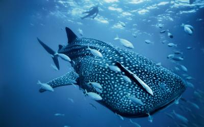 تصویر شماره 1 از آلبوم تصویر زمینه کوسه‌نهنگ (Whale shark)