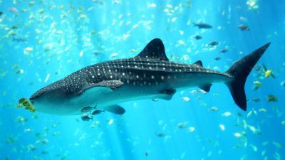 تصویر شماره 6 از آلبوم تصویر زمینه کوسه‌نهنگ (Whale shark)