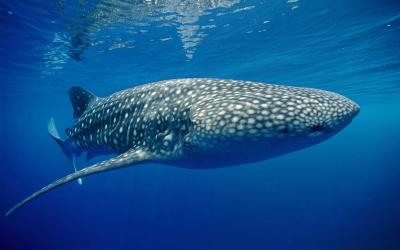 تصویر شماره 16 از آلبوم تصویر زمینه کوسه‌نهنگ (Whale shark)