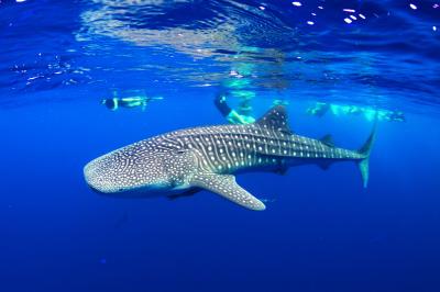 تصویر شماره 37 از آلبوم تصویر زمینه کوسه‌نهنگ (Whale shark)