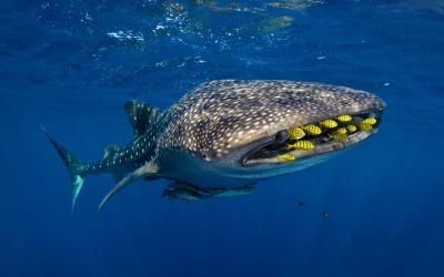 تصویر شماره 24 از آلبوم تصویر زمینه کوسه‌نهنگ (Whale shark)