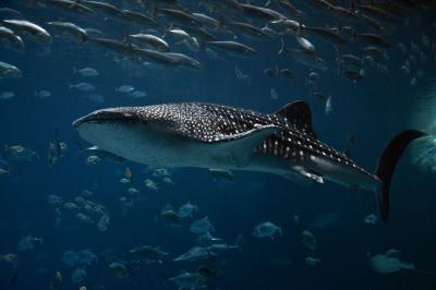 تصویر شماره 9 از آلبوم تصویر زمینه کوسه‌نهنگ (Whale shark)