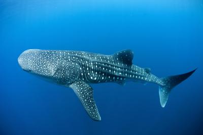 تصویر شماره 8 از آلبوم تصویر زمینه کوسه‌نهنگ (Whale shark)