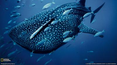 تصویر شماره 21 از آلبوم تصویر زمینه کوسه‌نهنگ (Whale shark)