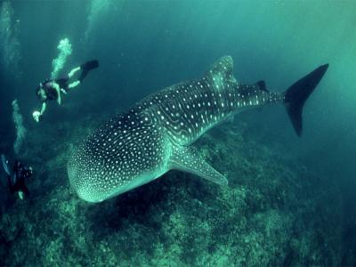 تصویر شماره 7 از آلبوم تصویر زمینه کوسه‌نهنگ (Whale shark)