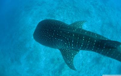 تصویر شماره 19 از آلبوم تصویر زمینه کوسه‌نهنگ (Whale shark)