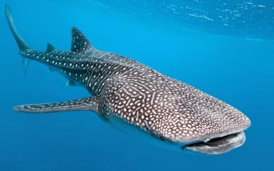 تصویر شماره 36 از آلبوم تصویر زمینه کوسه‌نهنگ (Whale shark)