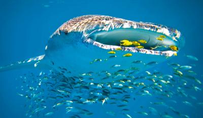 تصویر شماره 29 از آلبوم تصویر زمینه کوسه‌نهنگ (Whale shark)