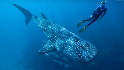 تصویر شماره 34 از آلبوم تصویر زمینه کوسه‌نهنگ (Whale shark)