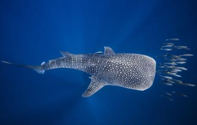 تصویر شماره 11 از آلبوم تصویر زمینه کوسه‌نهنگ (Whale shark)