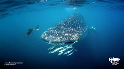 تصویر شماره 45 از آلبوم تصویر زمینه کوسه‌نهنگ (Whale shark)