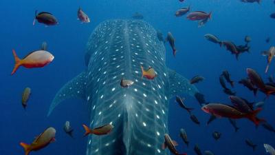 تصویر شماره 27 از آلبوم تصویر زمینه کوسه‌نهنگ (Whale shark)