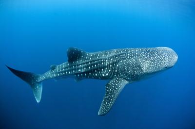 تصویر شماره 32 از آلبوم تصویر زمینه کوسه‌نهنگ (Whale shark)