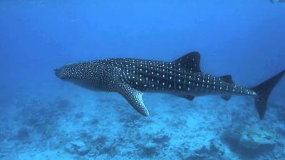 تصویر شماره 23 از آلبوم تصویر زمینه کوسه‌نهنگ (Whale shark)