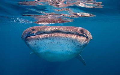 تصویر شماره 46 از آلبوم تصویر زمینه کوسه‌نهنگ (Whale shark)