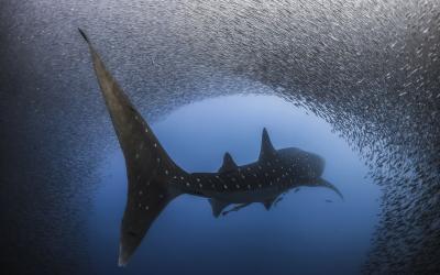 تصویر شماره 14 از آلبوم تصویر زمینه کوسه‌نهنگ (Whale shark)