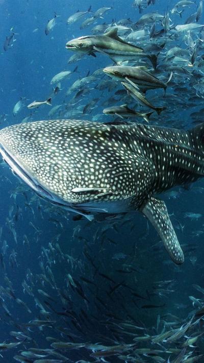 تصویر شماره 20 از آلبوم تصویر زمینه کوسه‌نهنگ (Whale shark)