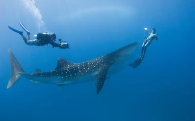 تصویر شماره 25 از آلبوم تصویر زمینه کوسه‌نهنگ (Whale shark)