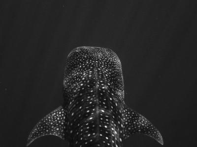 تصویر شماره 22 از آلبوم تصویر زمینه کوسه‌نهنگ (Whale shark)