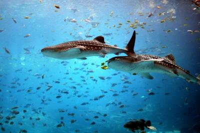 تصویر شماره 35 از آلبوم تصویر زمینه کوسه‌نهنگ (Whale shark)