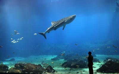 تصویر شماره 41 از آلبوم تصویر زمینه کوسه‌نهنگ (Whale shark)