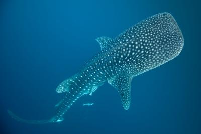 تصویر شماره 39 از آلبوم تصویر زمینه کوسه‌نهنگ (Whale shark)