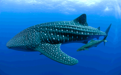 تصویر شماره 15 از آلبوم تصویر زمینه کوسه‌نهنگ (Whale shark)