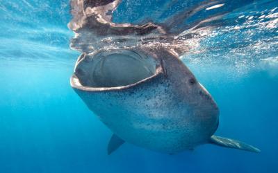 تصویر شماره 42 از آلبوم تصویر زمینه کوسه‌نهنگ (Whale shark)