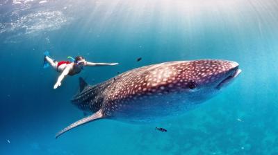 تصویر شماره 38 از آلبوم تصویر زمینه کوسه‌نهنگ (Whale shark)