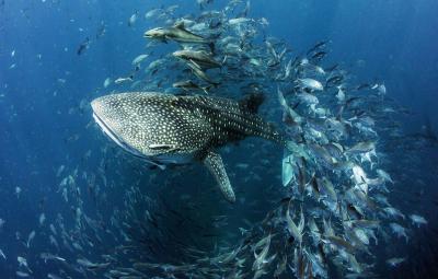 تصویر شماره 43 از آلبوم تصویر زمینه کوسه‌نهنگ (Whale shark)